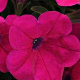 Petunia Suncatcher Purple Rose HB