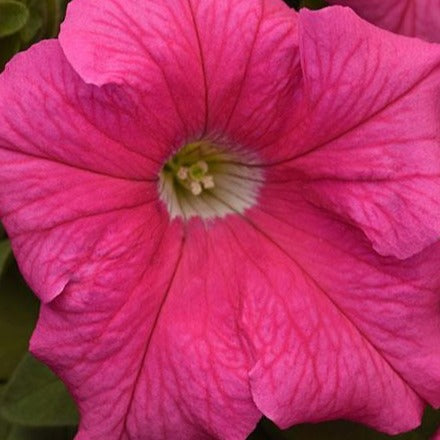 Petunia Super Cascade Pink