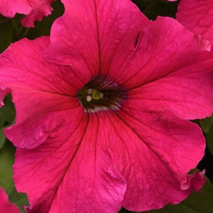 Petunia Super Cascade Rose