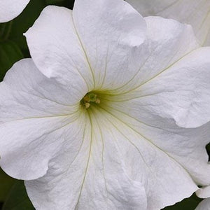 Petunia Super Cascade White