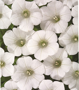 Petunia - Blanket White