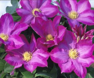 Clematis - Pink Champagne