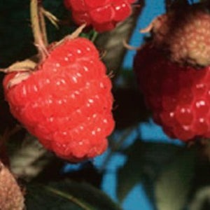 Raspberry Caroline (Everbearing)