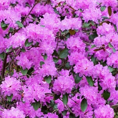 Rhododendron 'PJM' Azalea