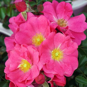 Rose Flower Carpet Pink Supreme