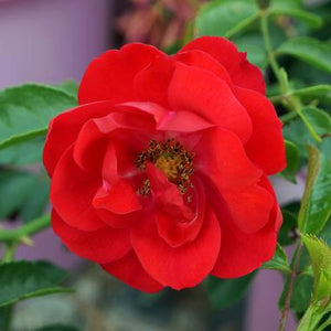 Rose Flower Carpet Scarlet