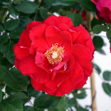 Rose Ramblin' Red