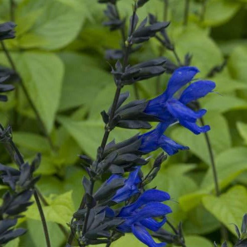 Salvia guarantica Black & Blue