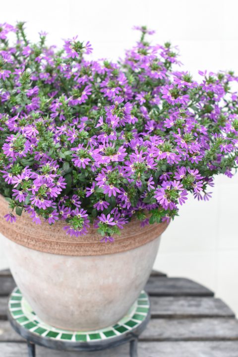 Scaevola Surdiva Purple