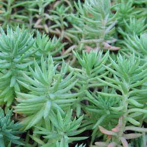 Sedum reflexum