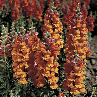 Snapdragon Liberty Classic Bronze