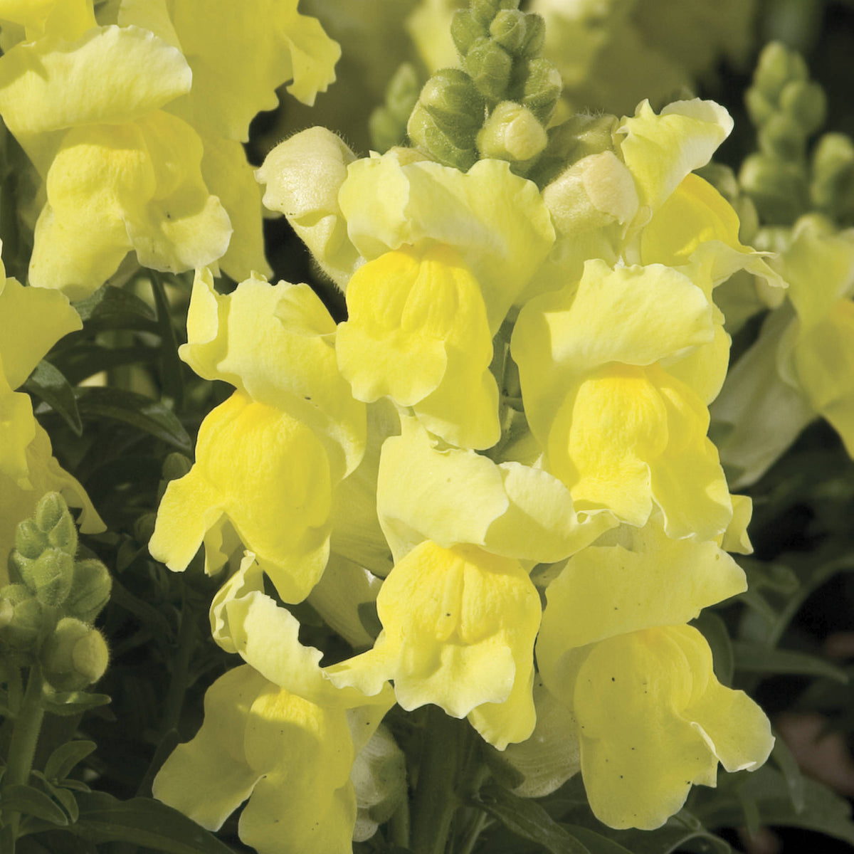 Snapdragon Montego Yellow – Vern Goers Greenhouse