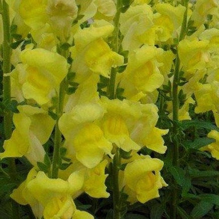 Snapdragon Rocket Gold