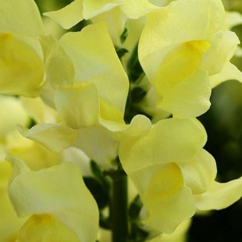 Snapdragon Rocket Lemon