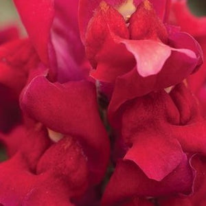 Snapdragon Snapshot Red