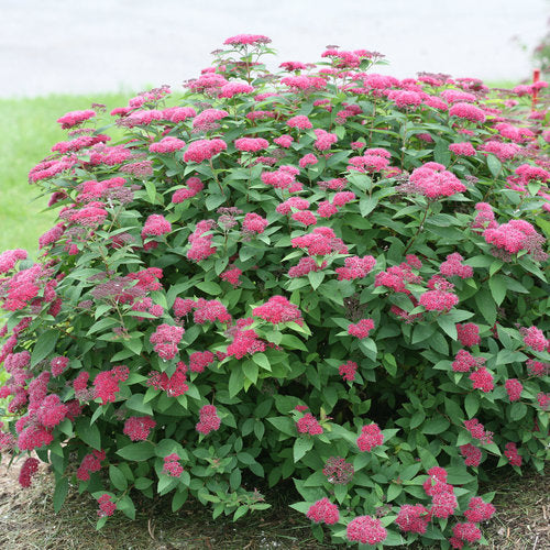 Spiraea Double Play Red