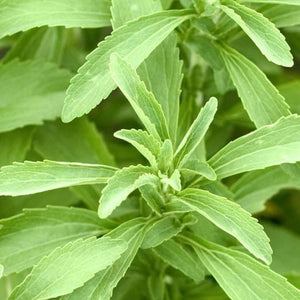 Stevia (sugarplant)