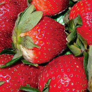 Strawberry Honeoye (Junebearing)