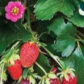 Strawberry Tristan (Everbearing)