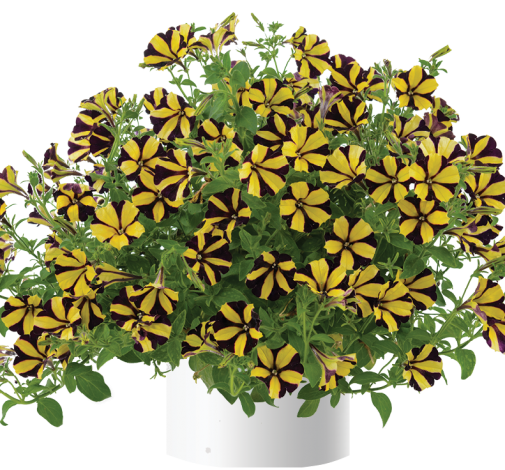 Petunia - Ray Sunflower Imp 21