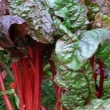 Swiss Chard Ruby Red