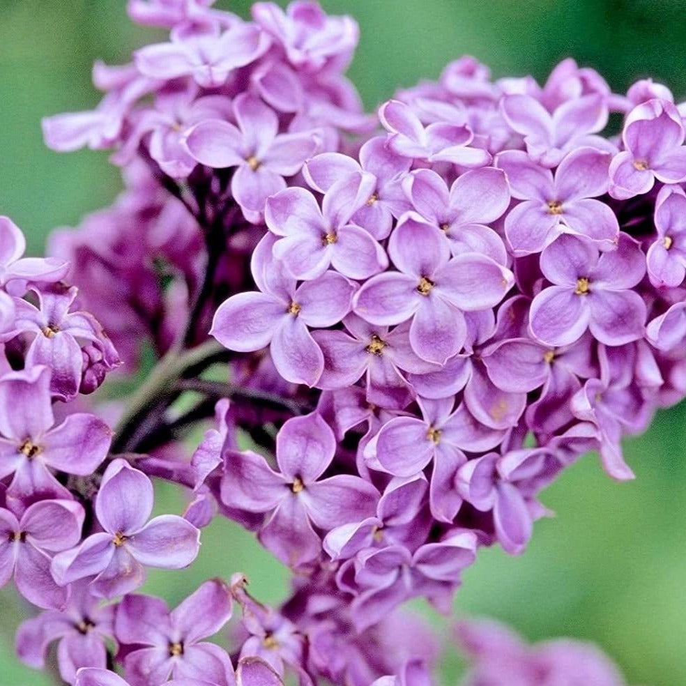 Syringa vulgaris Lilac