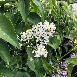 Syringa vulgaris var. alba Lilac