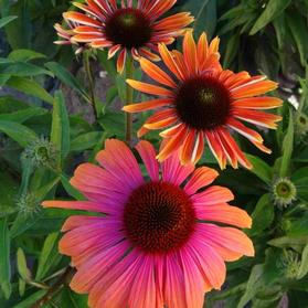 Echinacea - Butterfly Rainbow Marcella