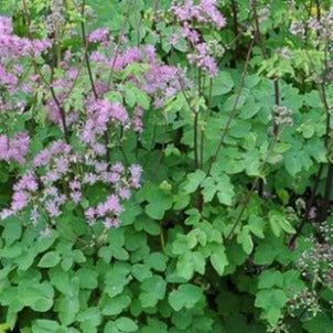 Thalictrum 'Black Stockings' Meadow Rue