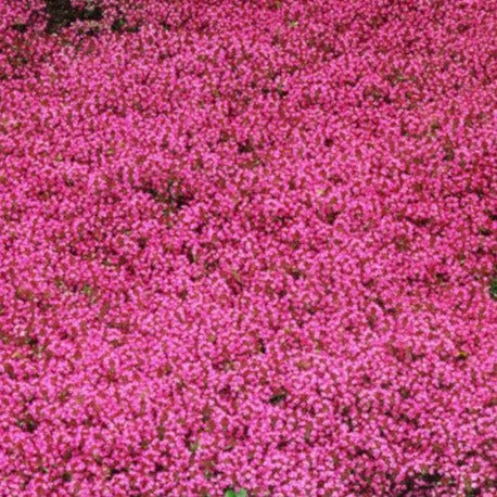 Thymus 'Coccineus Major' Red Creeping Thyme