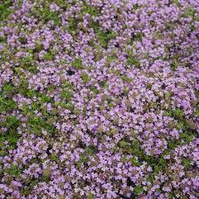 Thymus praecox 'Purple Carpet'