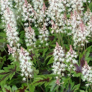 Tiarella 'Sugar & Spice' Foamflower