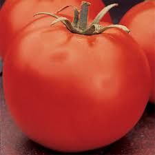Tomato Celebrity
