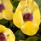 Torenia Moon Yellow