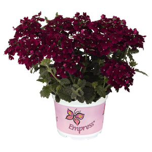 Verbena Empress Flair Burgundy