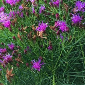 Vernonia lettermannii 'Iron Butterfly Ironweed