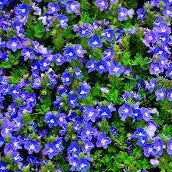 Veronica 'Tidal Pool' Prostrate Speedwell