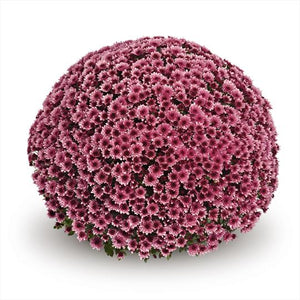 Chrysanthemum 'Vigorelli Violet'