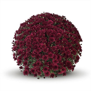 Chrysanthemum 'ZaZa Purple'