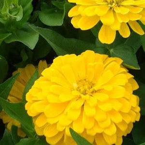 Zinnia Dreamland Yellow