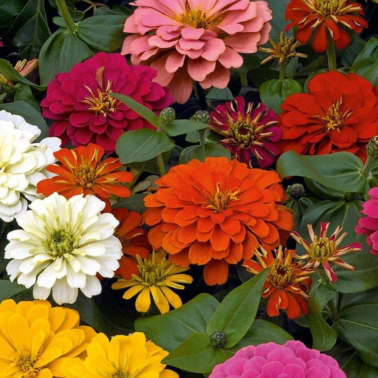 Zinnia Magellan Mix – Vern Goers Greenhouse