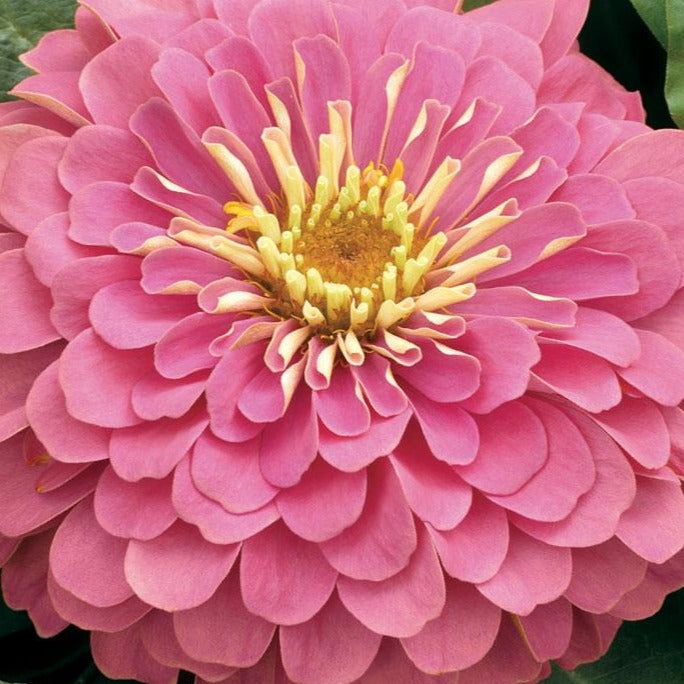 Zinnia Magellan Pink