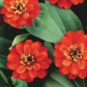 Zinnia Profusion Double Fire