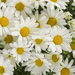 Argyranthemum Pure White Butterfly