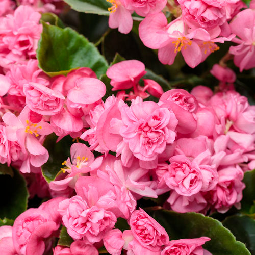 Begonia - Double Up Pink
