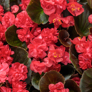 Begonia - Double Up Red