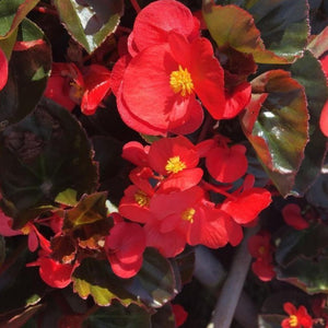 Begonia Bronze Leaf Red