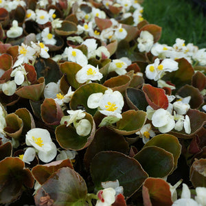 Begonia Bronzeleaf White HB