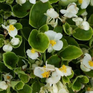 Begonia Pouch Greenleaf White