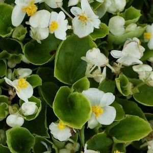 Begonia Greenleaf White HB